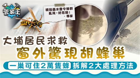 窗外有蜂巢|處理蜂巢｜大埔居民求救窗外驚現胡蜂巢 一巢可住2萬 